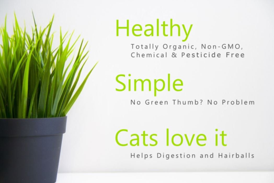 Organic Cat Grass Oat Seeds 4 Ounce L64297