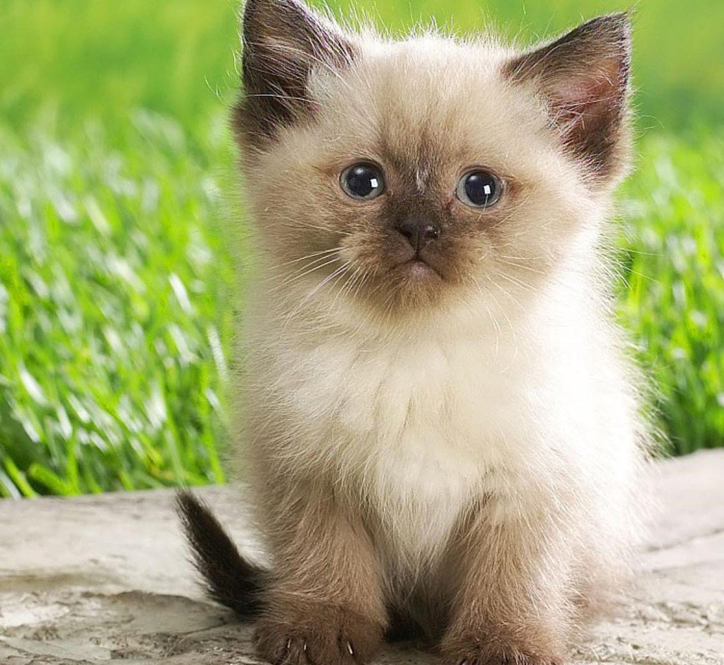 Organic Cat Grass Oat Seeds 4 Ounce L64297