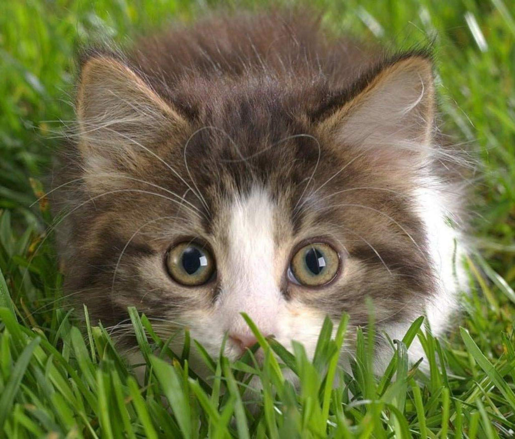 Organic Cat Grass Oat Seeds 4 Ounce L64297