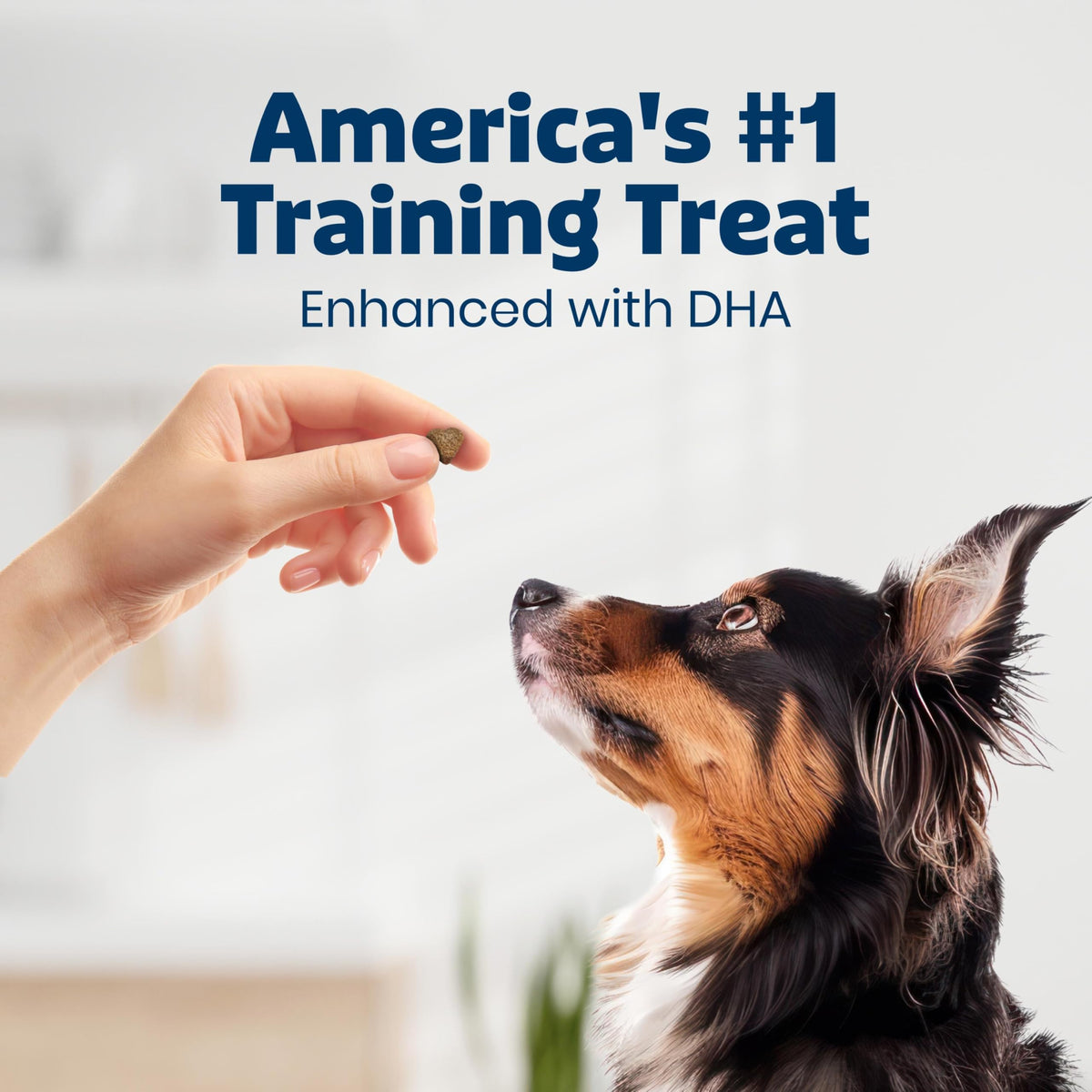 Beef Training Treats 19 oz C8589