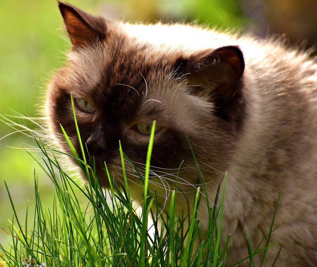 Organic Cat Grass Oat Seeds 4 Ounce L64297
