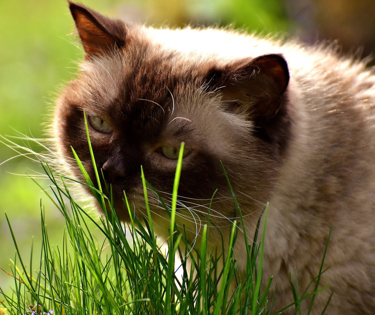 Organic Cat Grass Oat Seeds 4 Ounce L64297