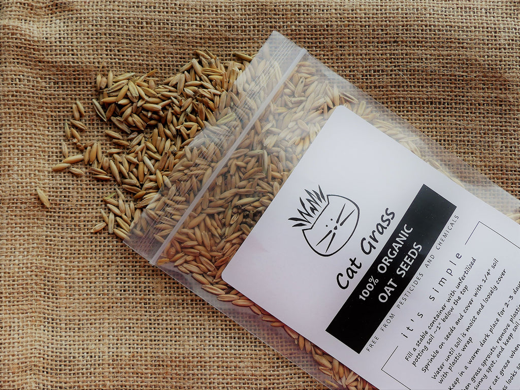 Organic Cat Grass Oat Seeds 4 Ounce L64297