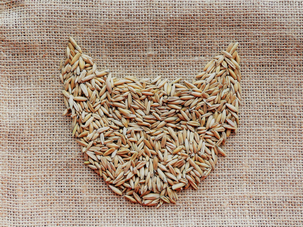 Organic Cat Grass Oat Seeds 4 Ounce L64297